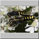 Ectemnius lapidarius - Grabwespe 09 8-12mm Paarung.jpg